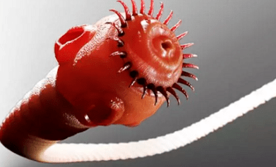 Quali parassiti possono vivere nel corpo umano